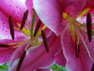 stargazer lilies