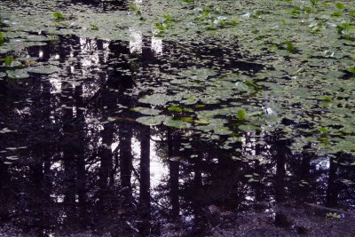 Rosendal