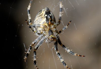 CrossSpider