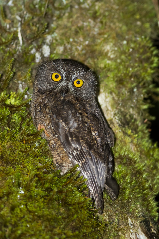 Karthala Scops Owl (Otus pauliani)