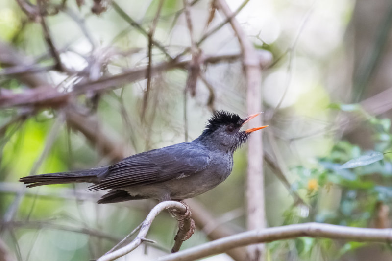 Madagascar Bulbul (Hypsipetes m. madagascariensis)