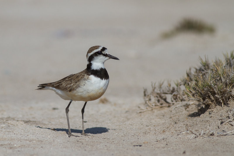 Madagascar Plover (Charadrius thoracicus)