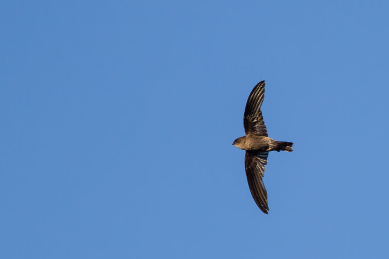 Malagasy Spinetail (Zoonavena grandidieri)