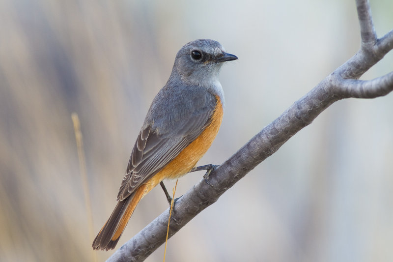 Bensons Rock Thrush (Monticola sharpei bensoni)