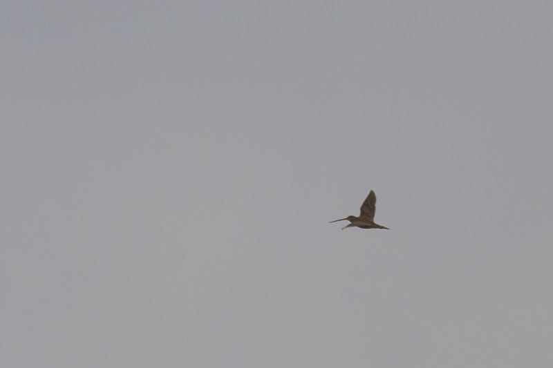 Madagascar Snipe (Gallinago macrodactyla)