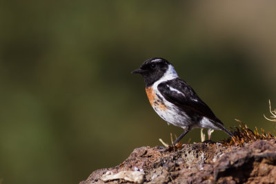 Madagascar Stonechat (Saxicola sibilla voeltzkowi)