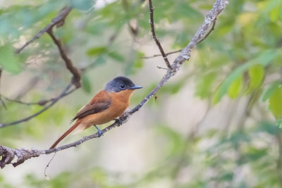 Madagascar Paradise Flycatcher (Terpsiphone mutata voeltzkowiana)