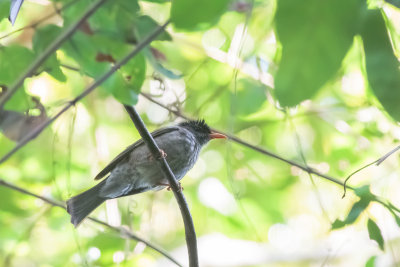 Mohéli Bulbul (Hypsipetes moheliensis)