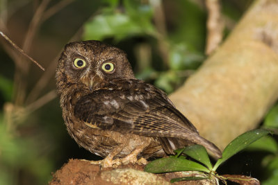 Mayotte Scops Owl (Otus mayottensis)