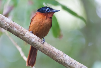 Madagascar Paradise Flycatcher (Terpsiphone mutata pretiosa)