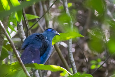 Blue Coua (Coua caerulea)