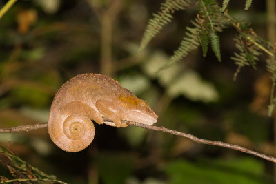 Panther Chameleon (Furcifer pardalis)