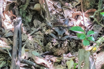 Collared Nightjar (Gactornis enarratus)