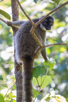 Brown Lemur (Eulemur fulvus)