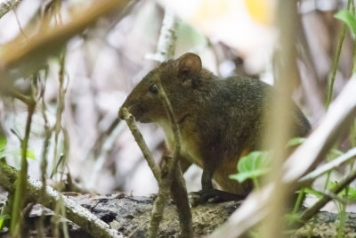 Lowland Red Forest Rat (Nesomys audeberti)