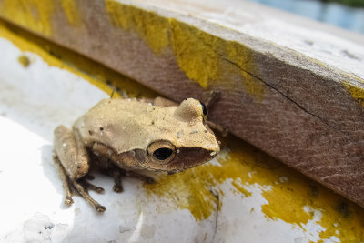 Dumrils Bright-eyed Frog (Boophis tephraeomystax)