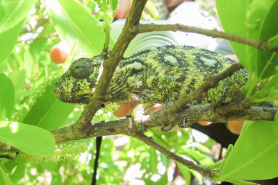 Oustalet's Chameleon (Furcifer oustaleti)