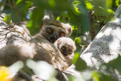 Western Woolly Lemur (Avahi occidentalis)