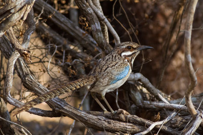 Long-tailed Ground-Roller (Uratelornis chimaera)