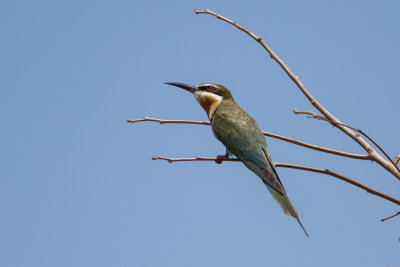 Madagascar Bee-eater (Merops s. superciliosus)