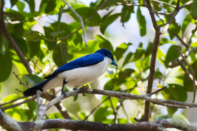 Madagascar Blue Vanga (Cyanolanius madagascarinus)