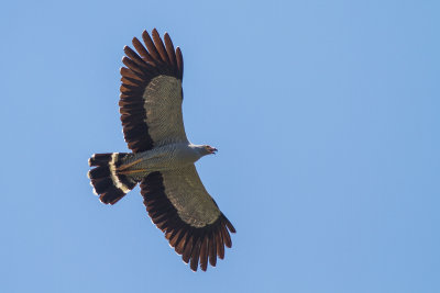 Madagascar Harrier-Hawk (Polyboroides radiatus)