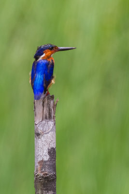 Malagasy Kingfisher (Corythornis v. vintsioides)