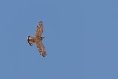 Madagascar Kestrel (Falco newtoni)