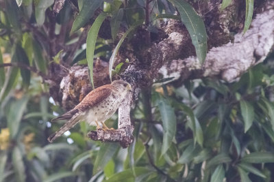 Madagascar Kestrel (Falco newtoni)