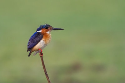 Malagasy Kingfisher (Corythornis vintsioides vintsioides)