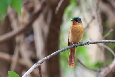 Madagascar Paradise Flycatcher (Terpsiphone mutata singetra)