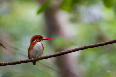 Madagascar Pygmy Kingfisher (Corythornis m. madagascariensis)