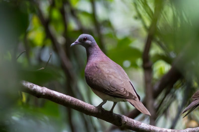 Madagascar Turtle Dove (Nesoenas p. picturata)