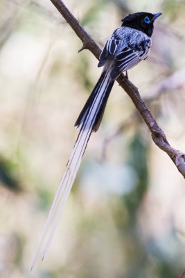 Madagascar Paradise Flycatcher (Terpsiphone mutata singetra)