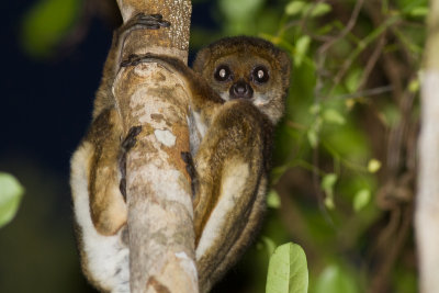 Moore's Woolly Lemur (Avahi mooreorum)