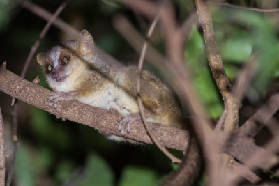 Golden-brown Mouse Lemur (Microcebus ravelobensis)