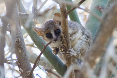 Grey-brown Mouse Lemur (Microcebus griseorufus)