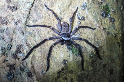 Huntsman spider (Sparassidae sp.)