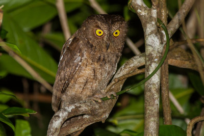 Rainforest Scops Owl (Otus rutilus)