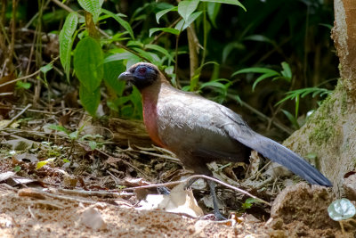Red-breasted Coua (Coua serriana)