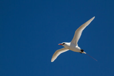 Red-tailed Tropicbird (Phaethon aethereus indicus)
