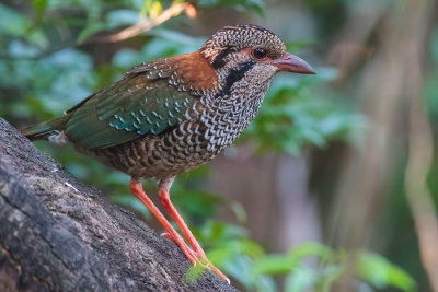 Scaly Ground-Roller (Brachypteracias squamiger)