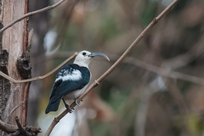 Sickle-billed Vanga (Falculea palliata)