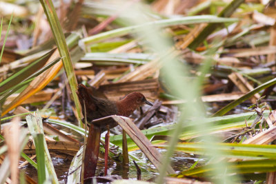 Slender-billed Flufftail (Sarothrura watersi)