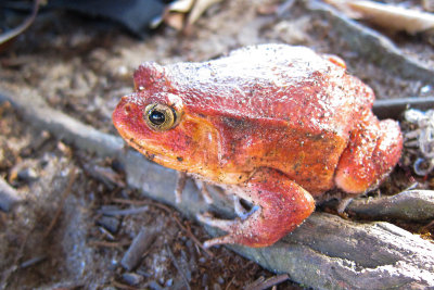 Madagascar Tomato Frog (Dyscophus antongilii)