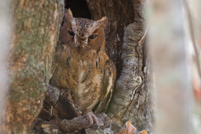 Torotoroka Scops Owl (Otus madagascariensis)