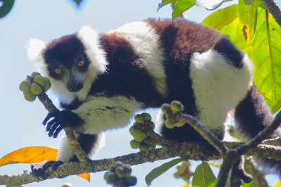 Northern Black-and-white Ruffed Lemur (Varecia variegata subcincta)