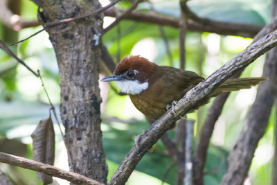 White-throated Oxylabes (Oxylabes madagascariensis)