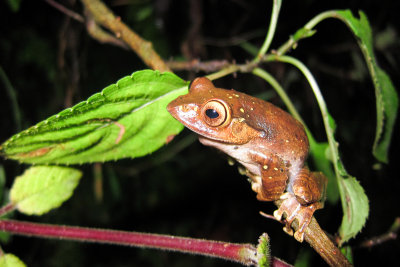 Madagascar Bright-eyed Frog (Boophis madagascariensis)