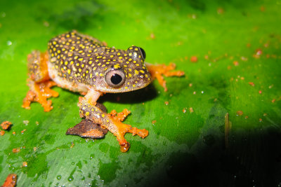Starry Night Reed Frog (Heterixalus alboguttatus)